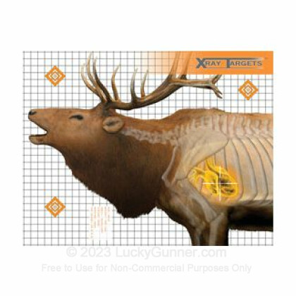 Large image of Champion X-Ray Elk Targets For Sale - Anatomy Targets In Stock